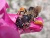 Eucera sp.